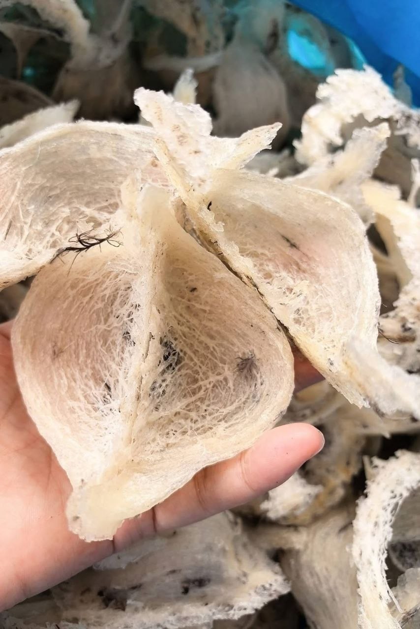 Raw fibrous nest material held for inspection